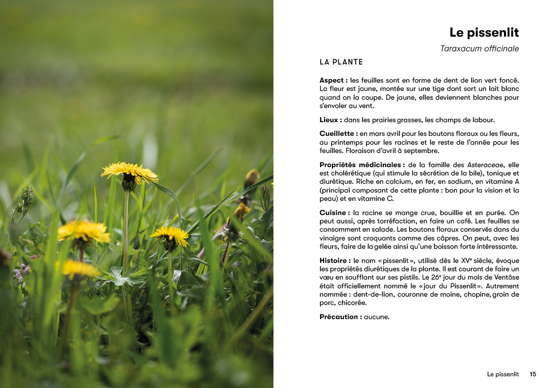 15 plantes sauvages comestibles